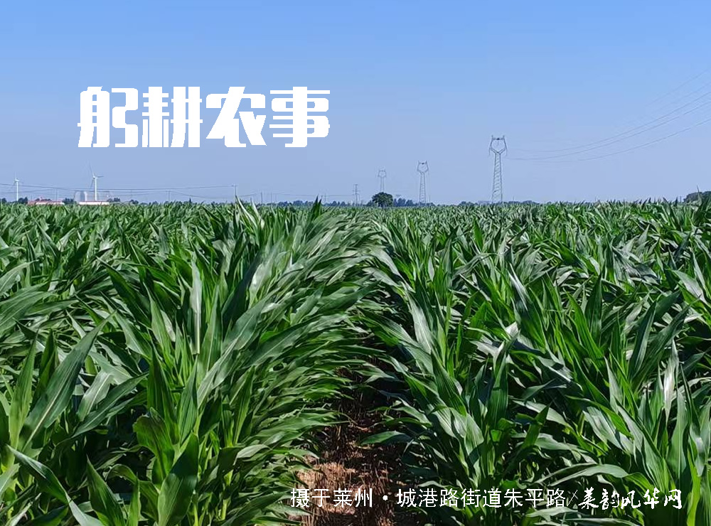 莱邑农谚解密（八）：早朝不出门，晚朝晒死人 第 5 张