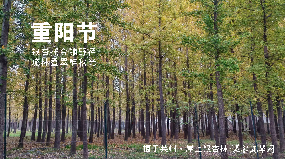 璀璨的莱州民俗文化——重阳节 第 6 张