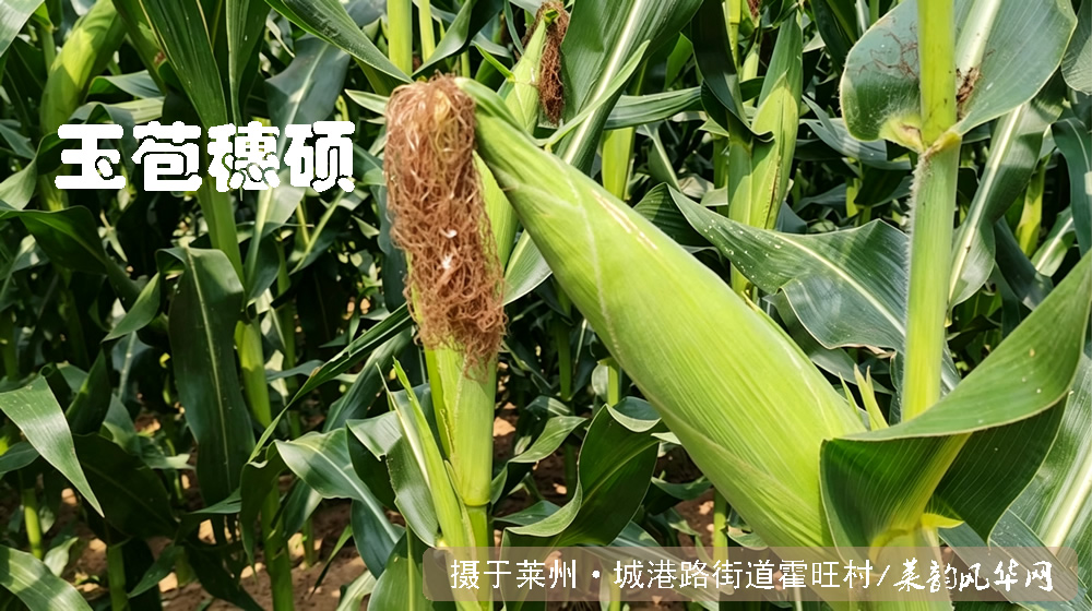 律诗五首•白露秋影 第 3 张