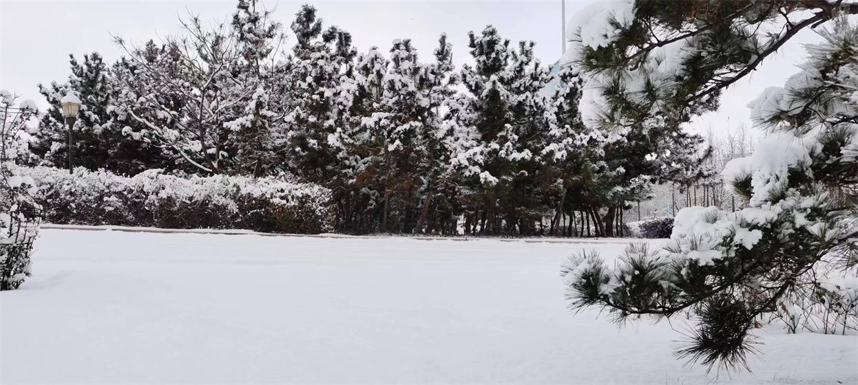 一七令•雪 第 3 张