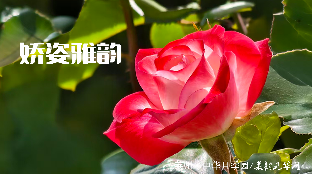 绝句四首•咏月季 第 3 张