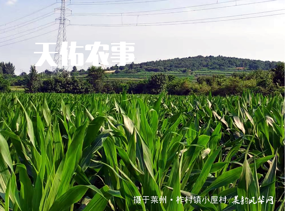莱邑农谚解密（二）：东南风西北雨，顶风雨顺风雪 第 5 张
