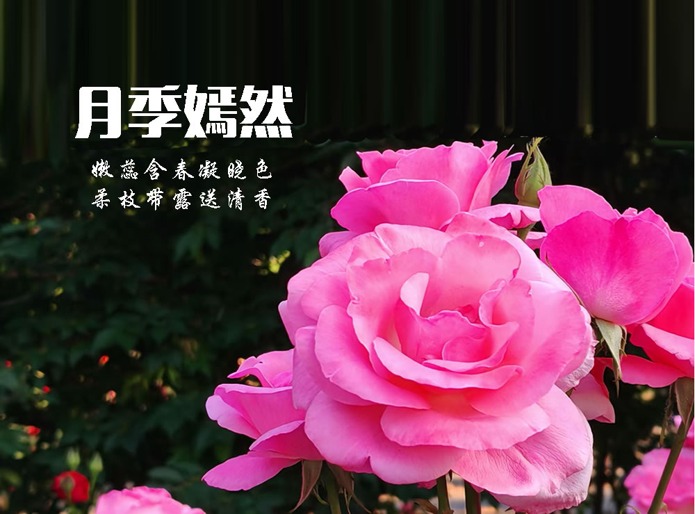 赞月季之都—莱州 第 4 张