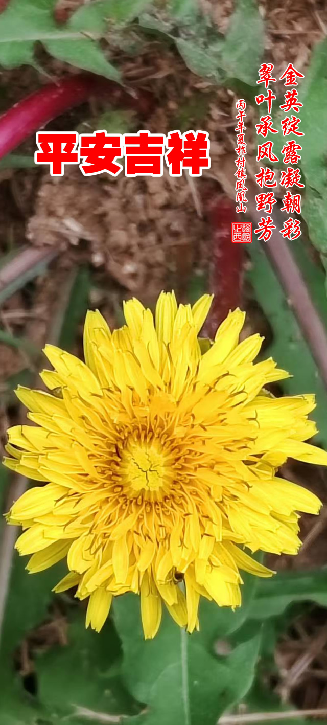 过国之西摄影作品选：山野花韵 第 9 张