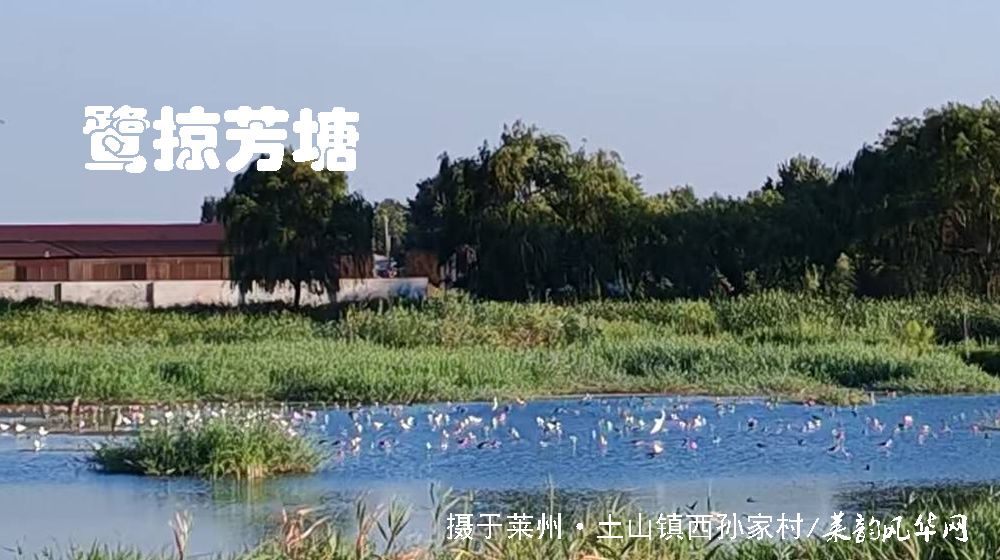 诗词四首•莱邑夏韵 第 3 张 诗词四首•莱邑夏韵 第 3 张