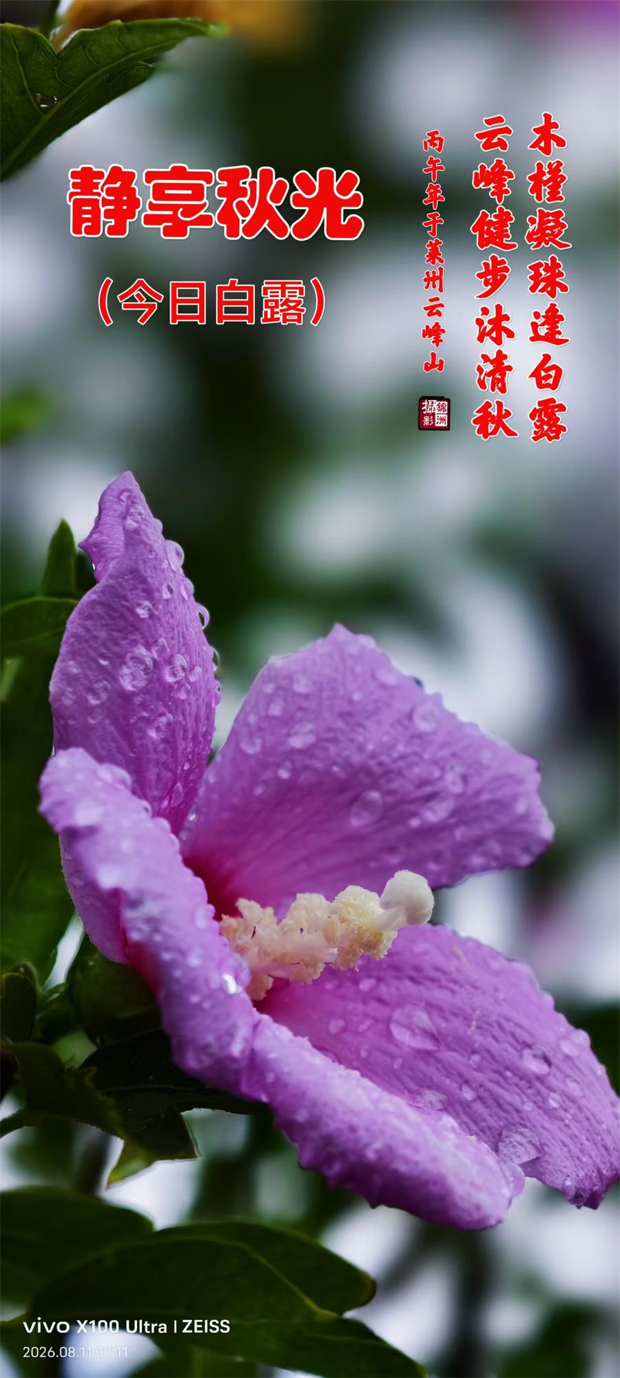 璀璨的莱州民俗文化——白露 第 1 张