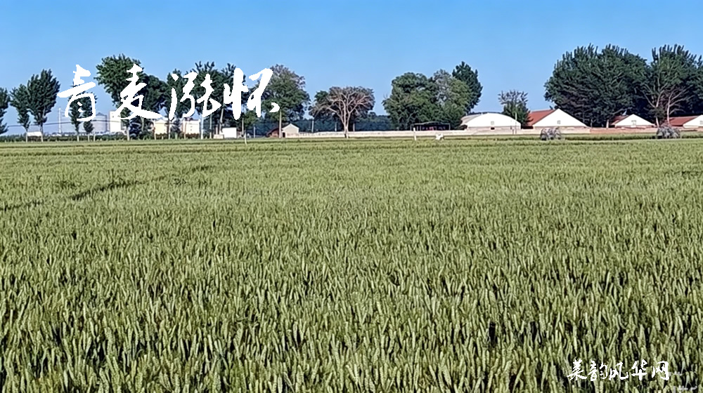 诗话小满,绝句十二首 第 1 张 诗话小满,绝句十二首 第 1 张