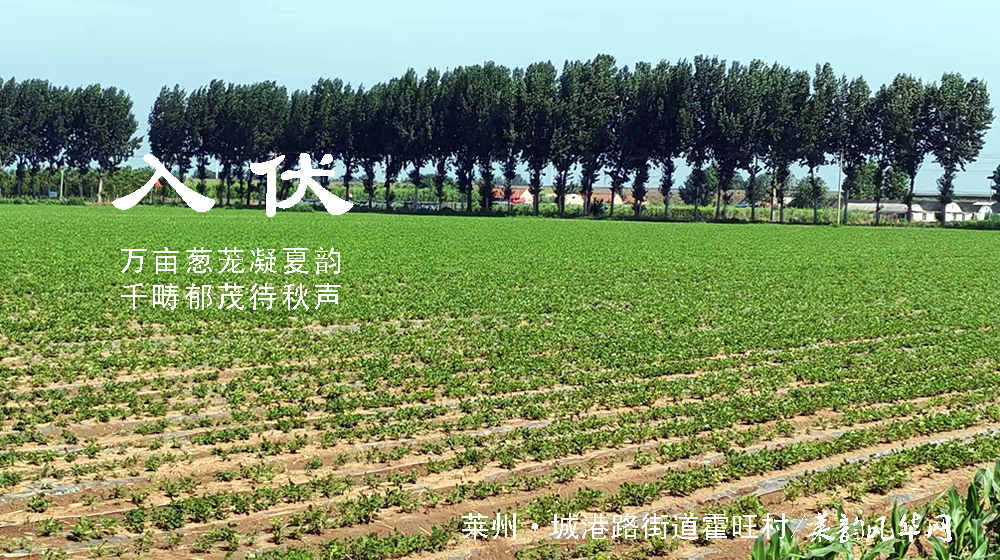 璀璨的莱州民俗文化——入伏 第 6 张