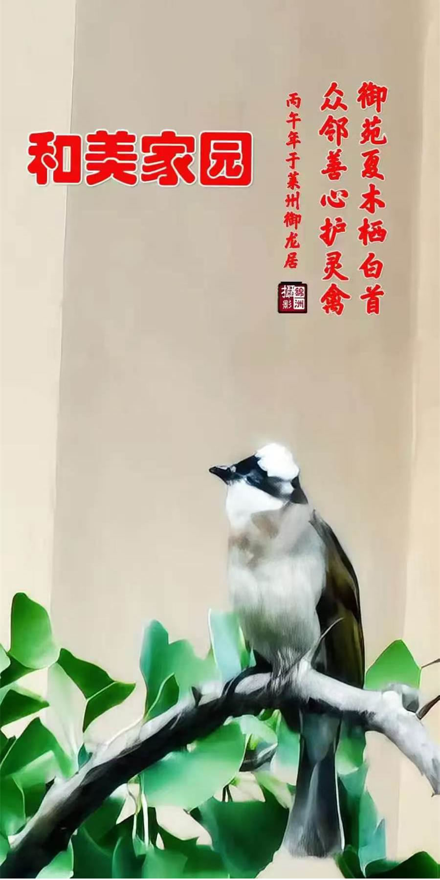 李锦洲手机摄影作品选——小鸟 第 1 张