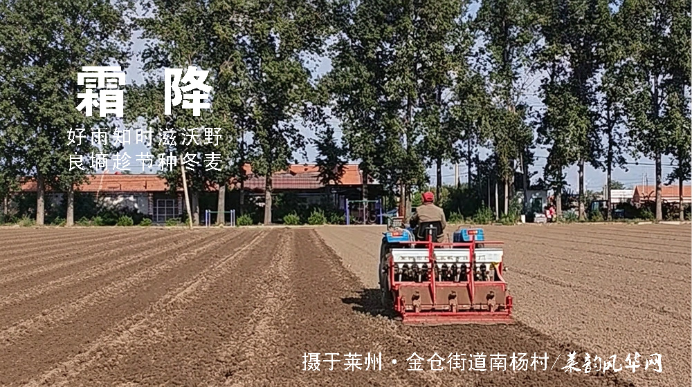 璀璨的莱州民俗文化——霜降 第 2 张