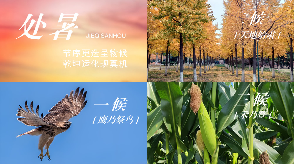 璀璨的莱州民俗文化——处暑 第 8 张