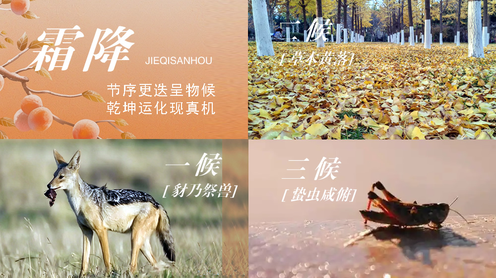 璀璨的莱州民俗文化——霜降 第 7 张