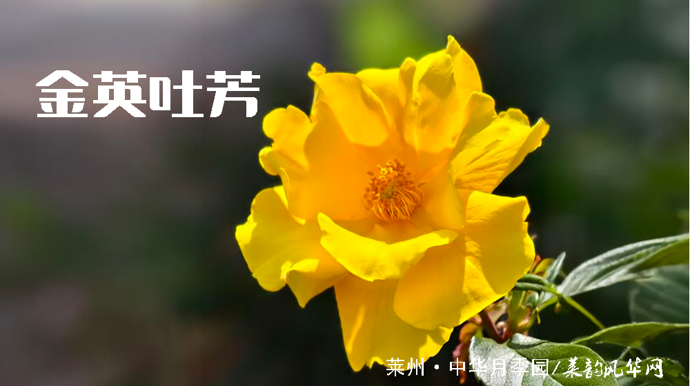 诗词三首•莱州市花 第 3 张