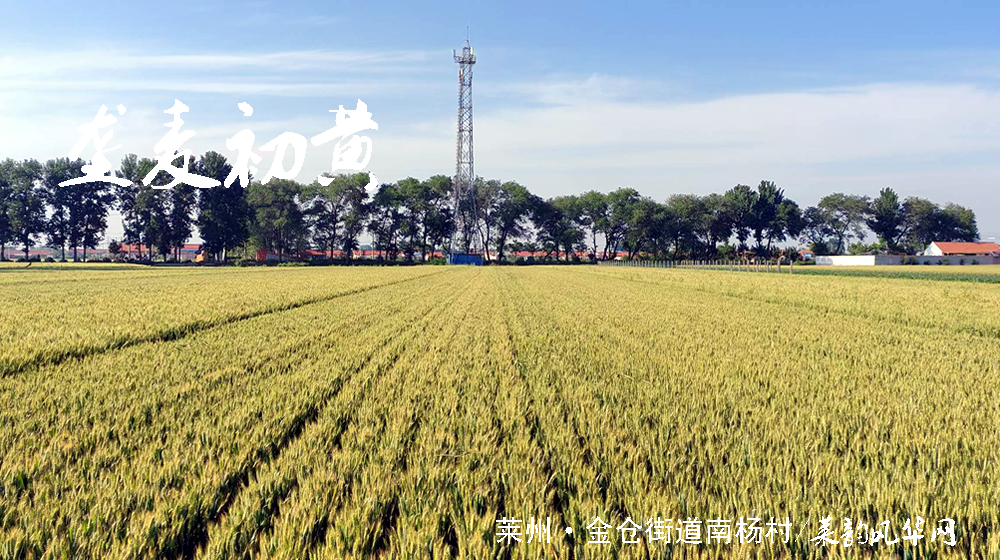 绝句四首•莱州小满天 第 1 张