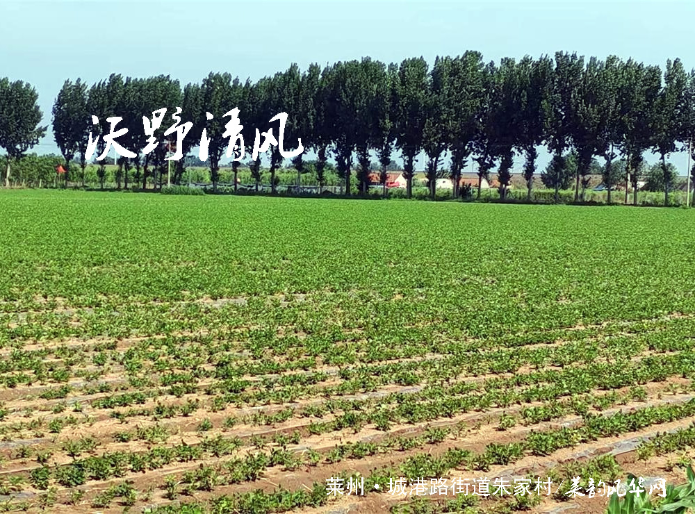 头伏十天伏，暑气的盛夏开篇    第 1 张