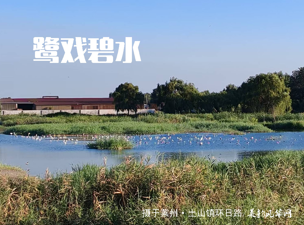 莱邑农谚解密（七）：燕子低飞蛇过道，蚂蚁搬家蛤蟆叫，不久大雨要来到 第 5 张