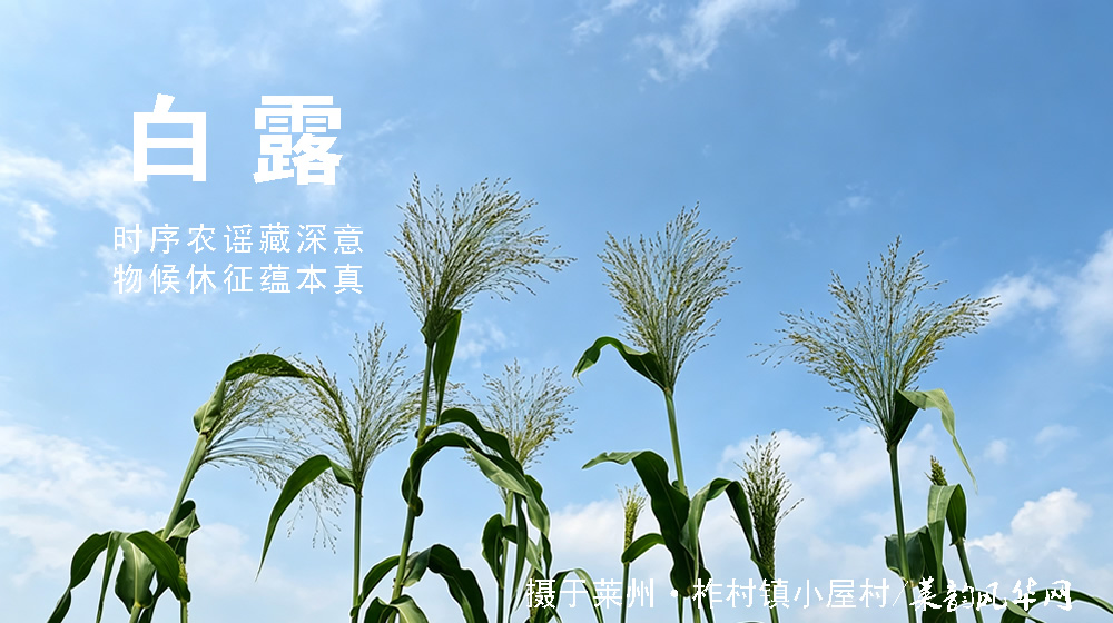 璀璨的莱州民俗文化——白露 第 4 张